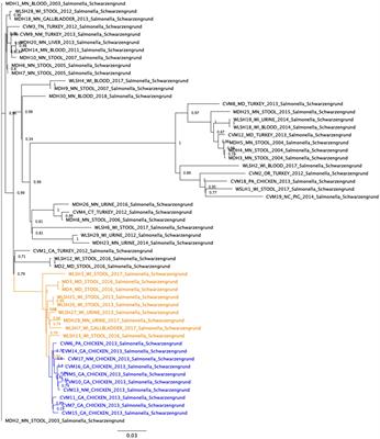 Genetic relatedness and virulence potential of Salmonella Schwarzengrund strains with or without an IncFIB-IncFIC(FII) fusion plasmid isolated from food and clinical sources
